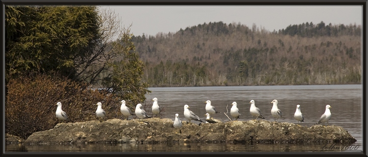 Photo (5): Ring-billed Gull