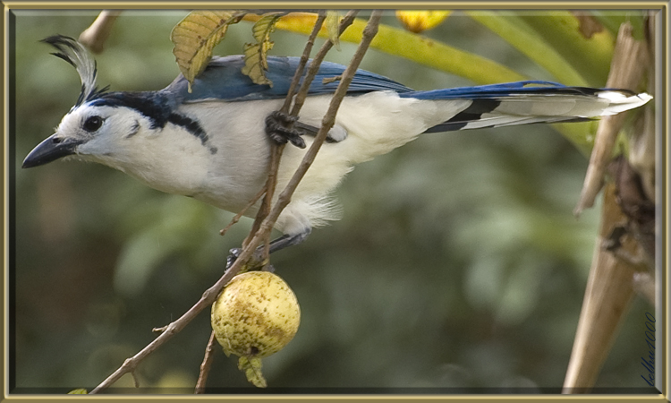 Photo (1): White-throated Magpie-Jay