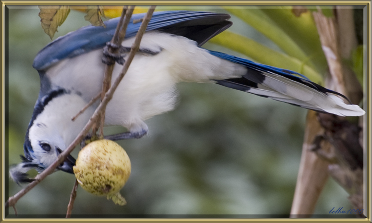 Photo (13): White-throated Magpie-Jay