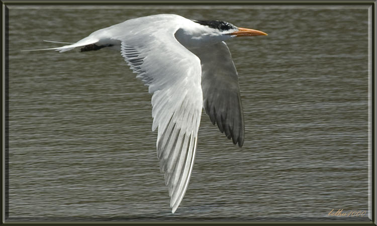 Photo (10): Royal Tern
