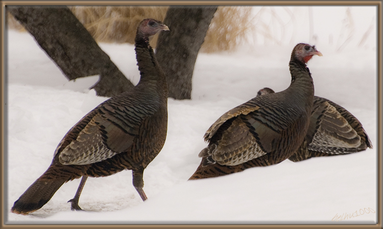 Photo (2): Wild Turkey