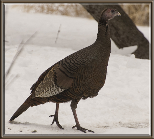Photo (11): Wild Turkey