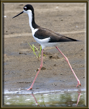 Photo (8): Black-necked Stilt
