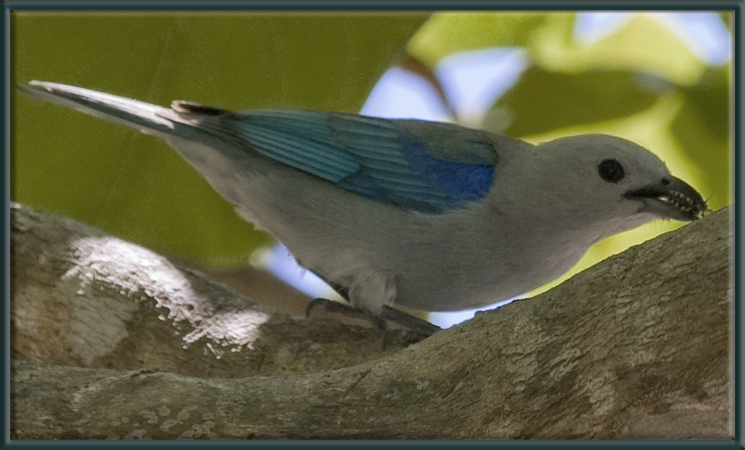 Photo (11): Blue-gray Tanager