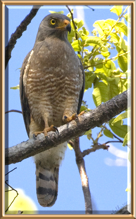 Photo (8): Roadside Hawk