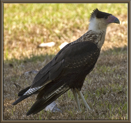 Photo (26): Crested Caracara