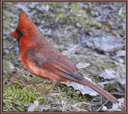 Photo (20): Northern Cardinal
