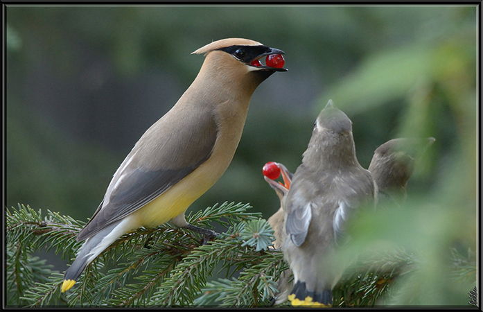 Photo (21): Cedar Waxwing