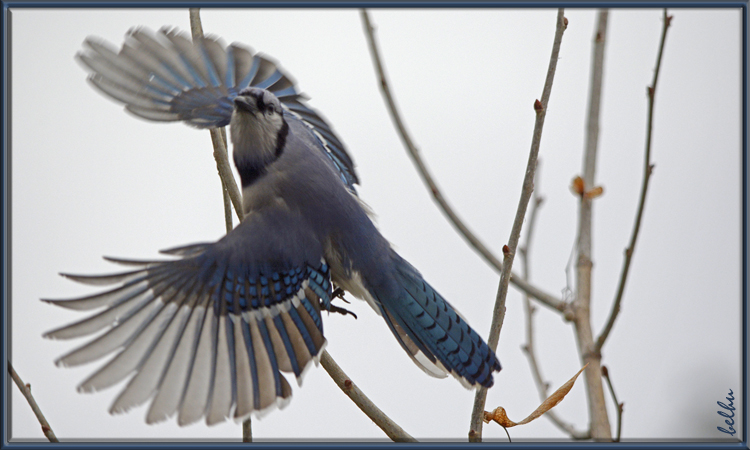 Image (3): Geai bleu