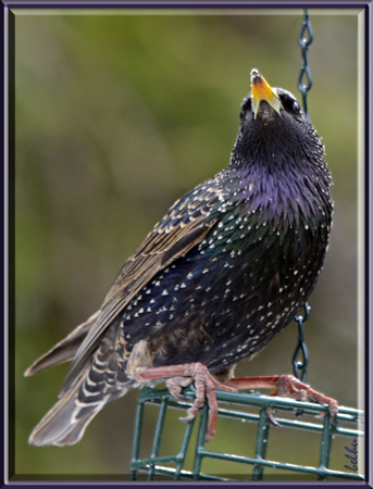 Photo (12): European Starling