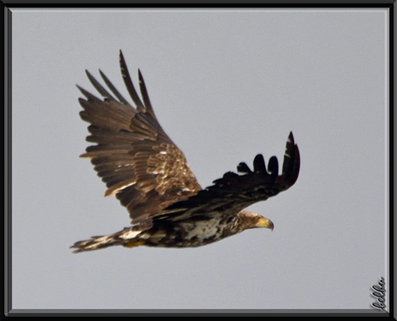 Photo (16): Bald Eagle