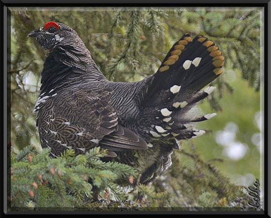 Photo (1): Spruce Grouse