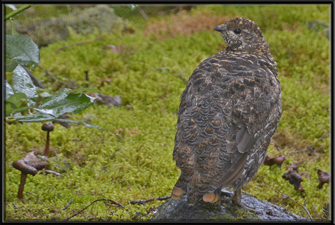 Photo (5): Spruce Grouse