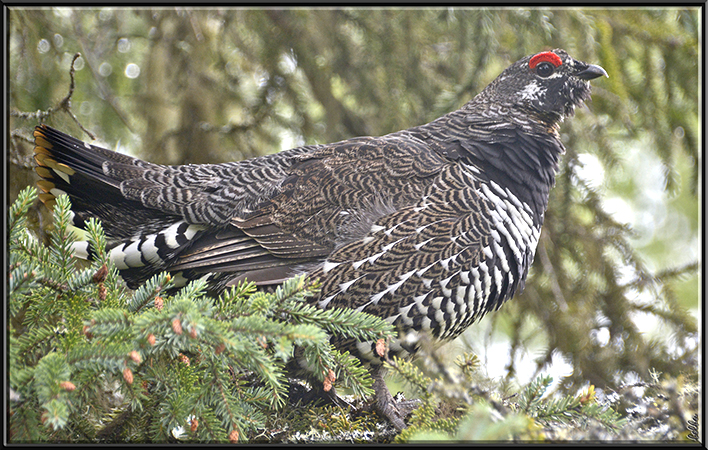 Photo (4): Spruce Grouse