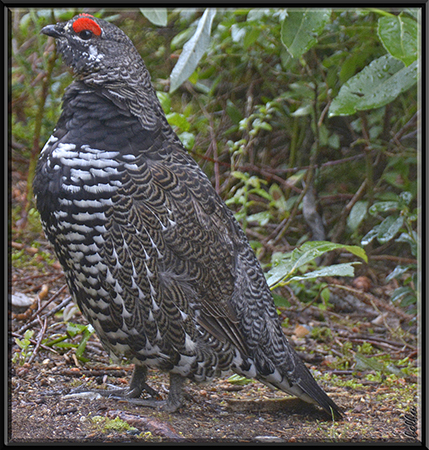 Photo (7): Spruce Grouse