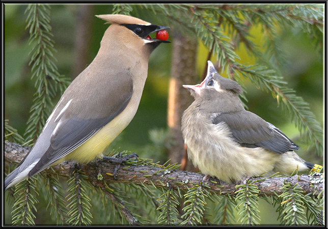 Photo (20): Cedar Waxwing