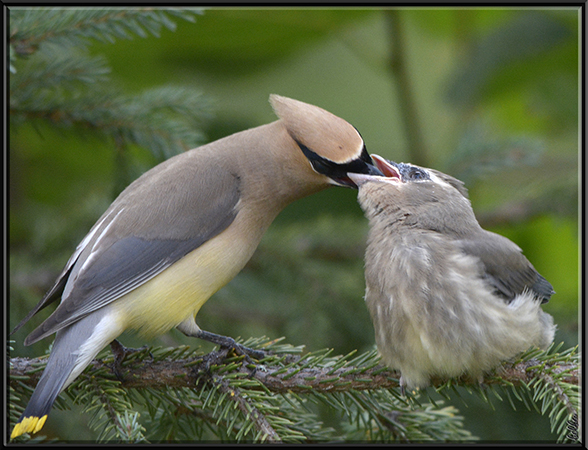 Photo (22): Cedar Waxwing