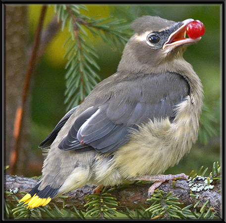 Photo (24): Cedar Waxwing