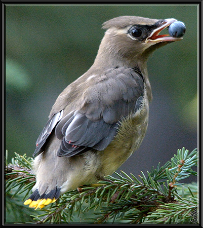 Photo (25): Cedar Waxwing