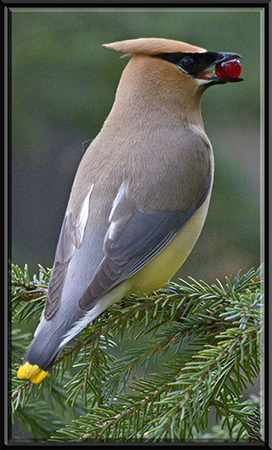 Photo (6): Cedar Waxwing