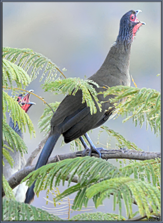 Photo (4): West Mexican Chachalaca