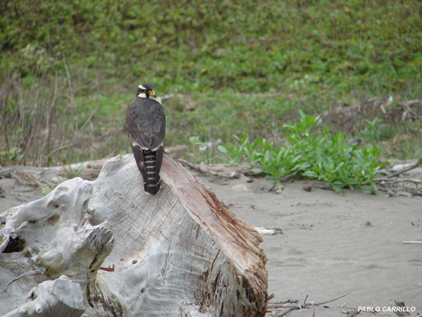 Photo (14): Aplomado Falcon