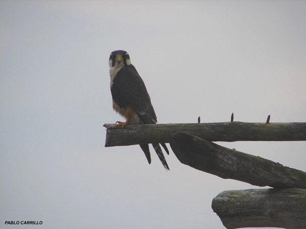 Photo (16): Aplomado Falcon