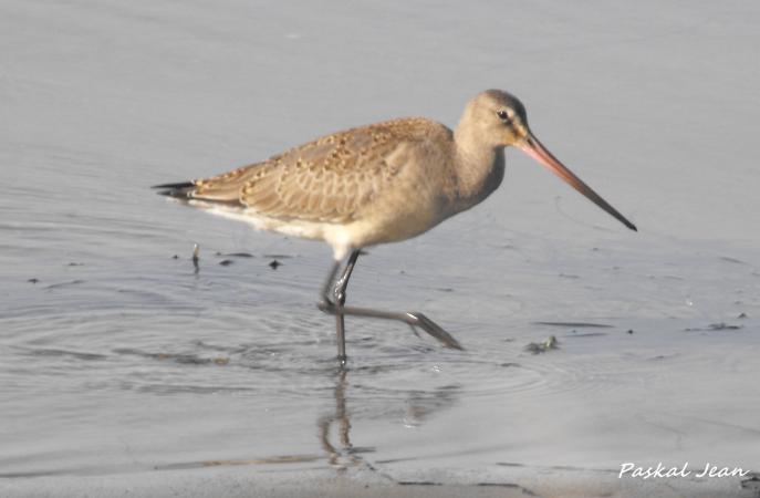 Photo (17): Hudsonian Godwit