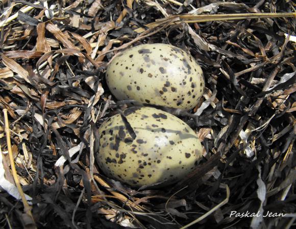 Photo (18): Common Tern