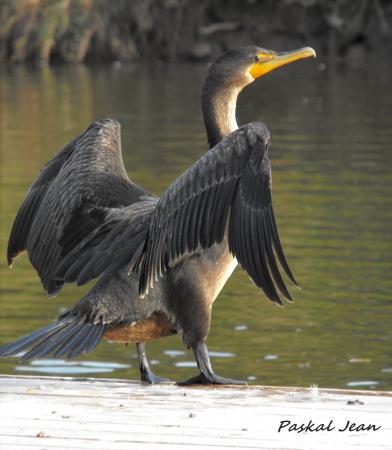 Photo (15): Double-crested Cormorant