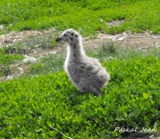 Photo (21): Great Black-backed Gull