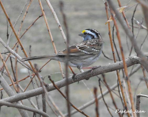 Photo (15): White-throated Sparrow