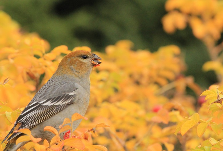 Photo (3): Pine Grosbeak