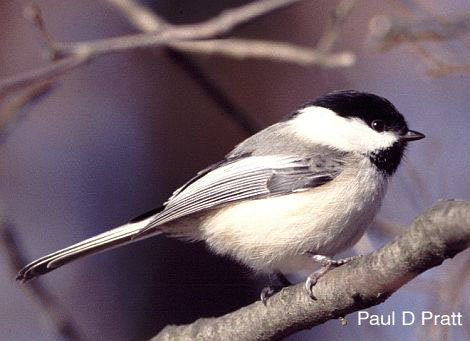 Photo (3): Black-capped Chickadee