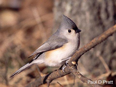 Photo (2): Tufted Titmouse