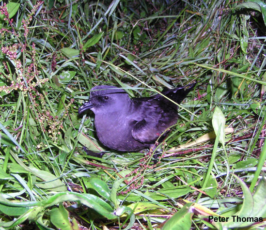 Photo (1): Leach's Storm-Petrel