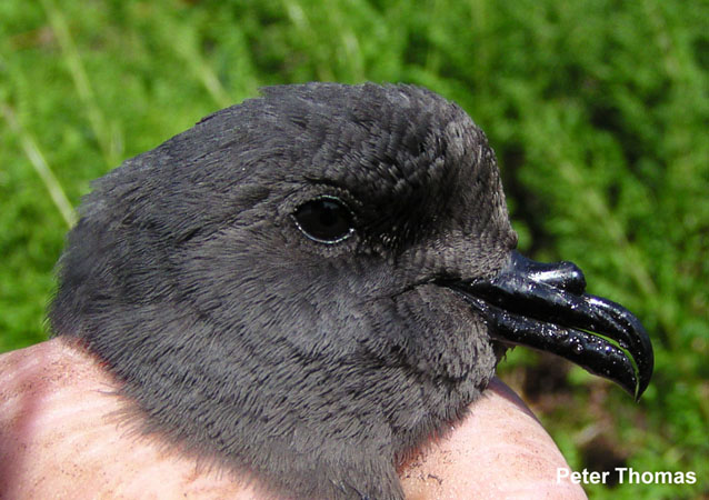 Photo (3): Leach's Storm-Petrel