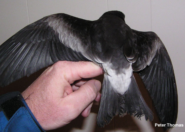 Photo (4): Leach's Storm-Petrel