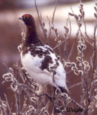 Photo (7): Willow Ptarmigan