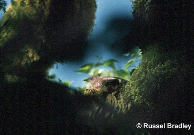 Photo (2): Marbled Murrelet