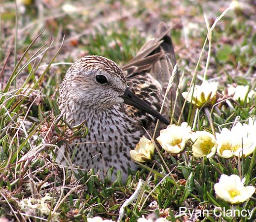 Photo (3): White-rumped Sandpiper