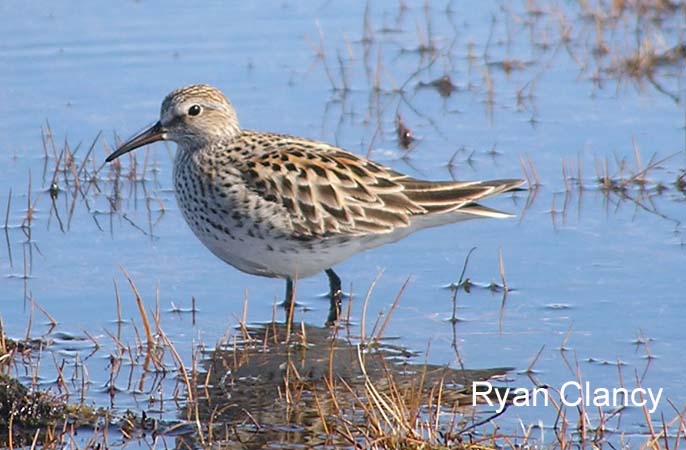 Photo (4): White-rumped Sandpiper