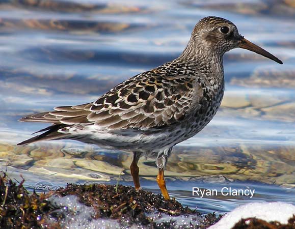 Photo (1): Purple Sandpiper