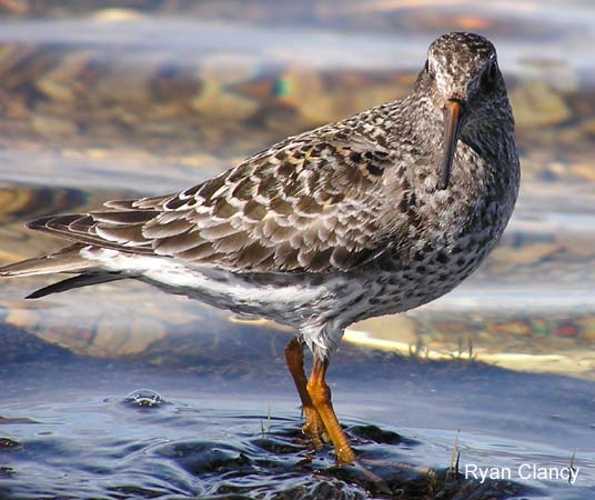 Photo (3): Purple Sandpiper