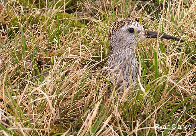 Photo (8): Dunlin