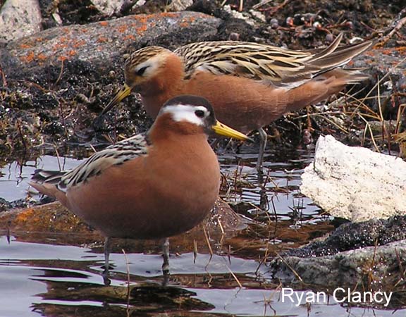 Photo (3): Red Phalarope