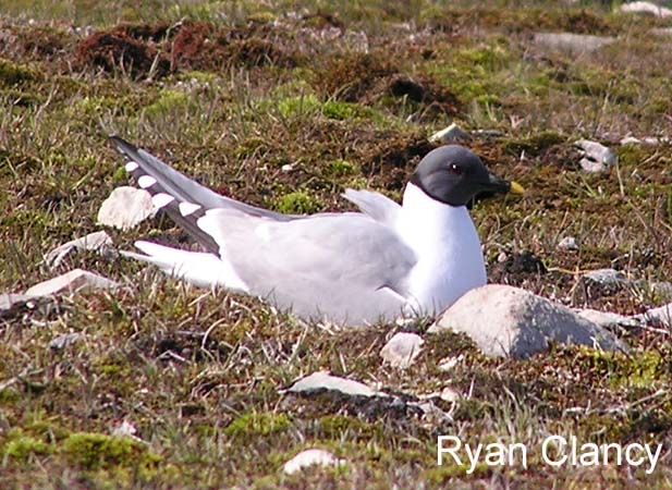 Photo (6): Sabine's Gull