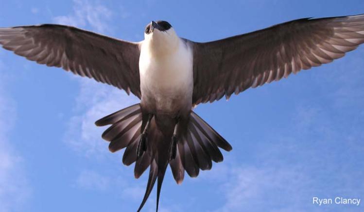 Photo (3): Parasitic Jaeger