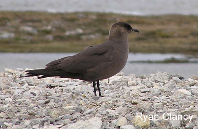 Photo (2): Parasitic Jaeger