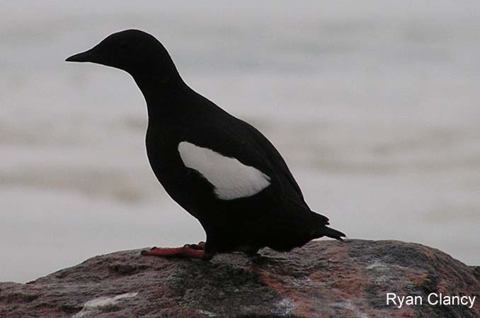 Photo (4): Black Guillemot